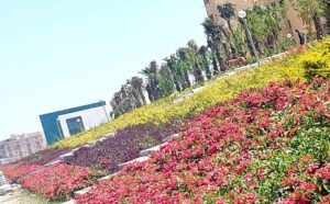 افضل شركة تشطيب وزراعة في مصر