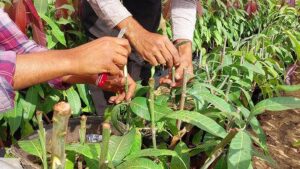 تطعيم أشجار المانجو