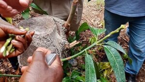 تطعيم المانجو