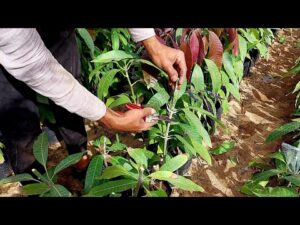 تطعيم وتقليم