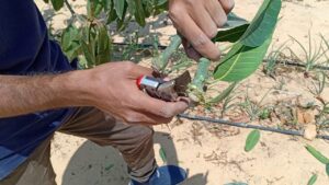 تطعيم اشجار المانجو